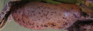 Pupae